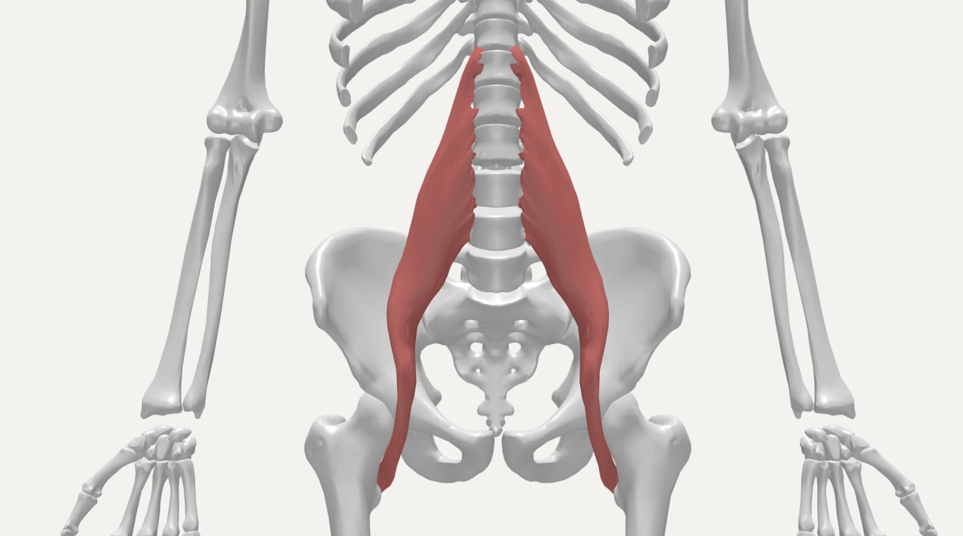 muschiul psoas