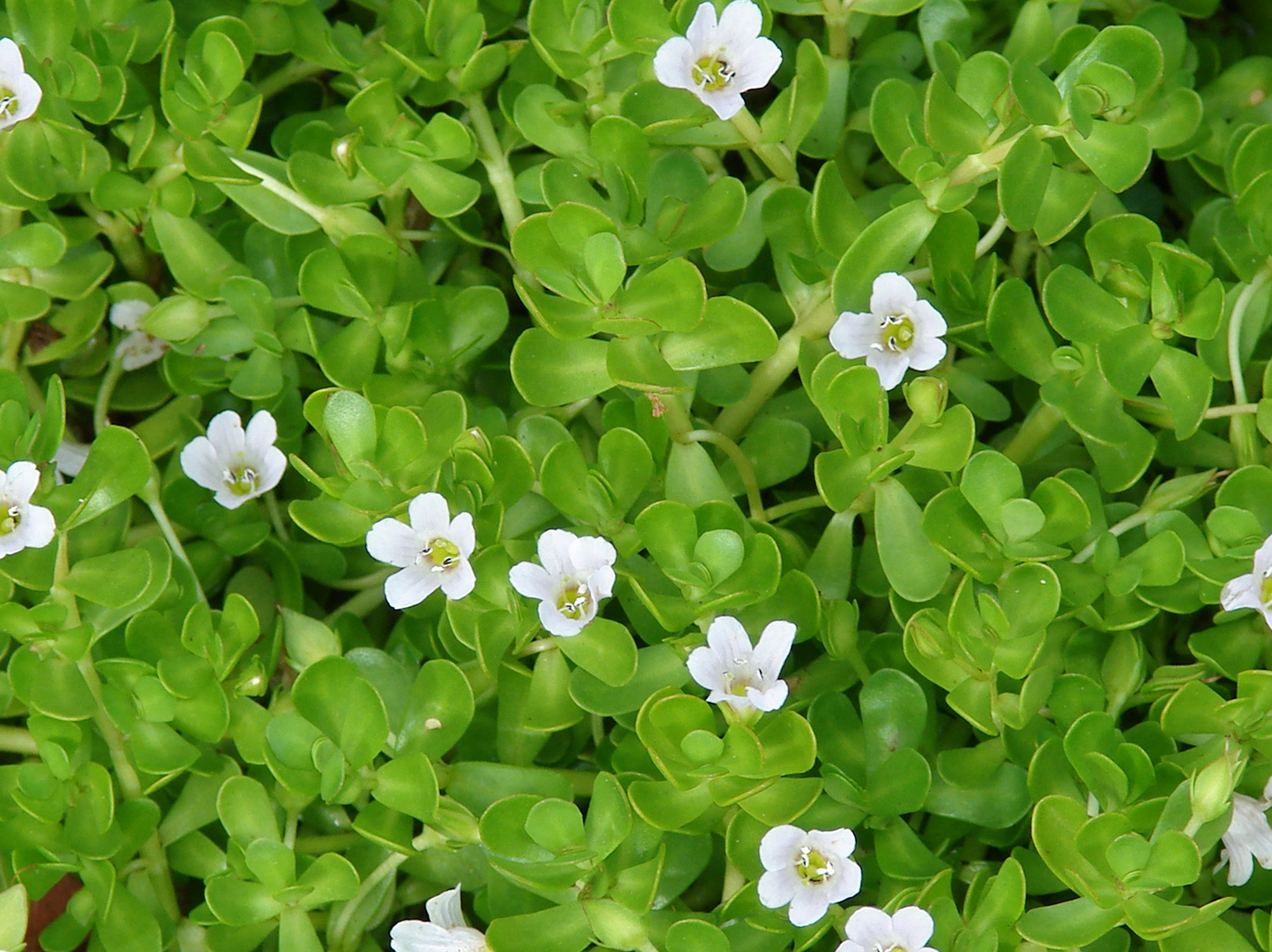 Bacopa