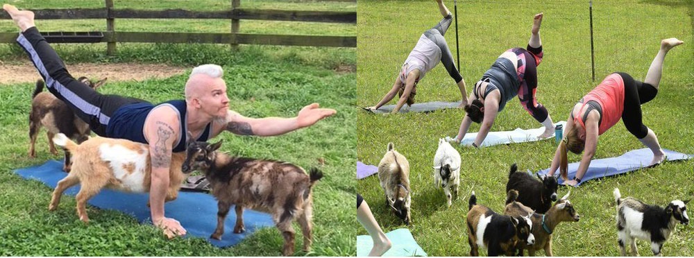 yoga cu capre