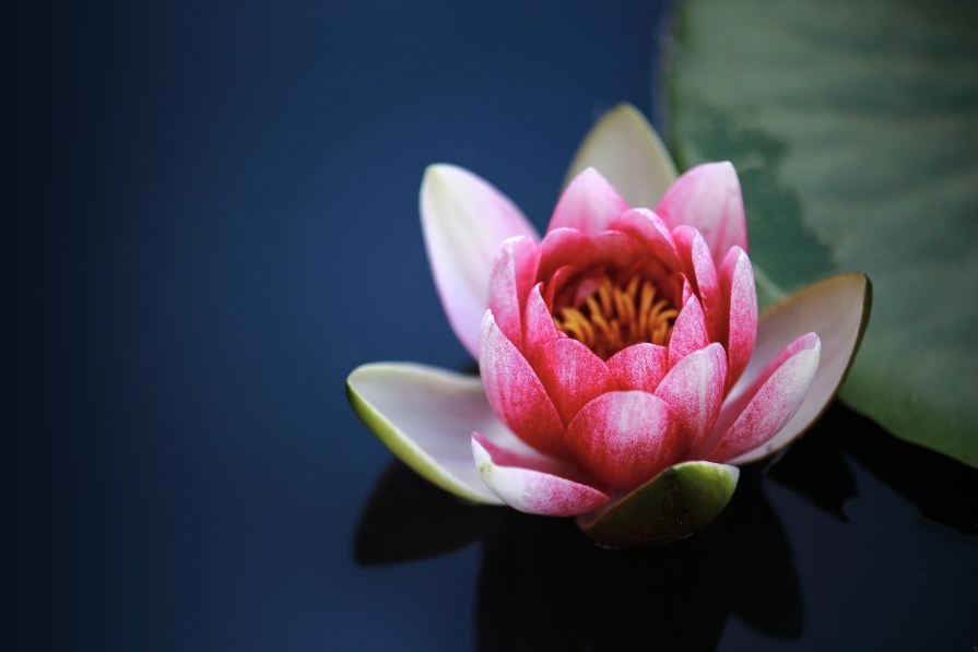 floare-lotus