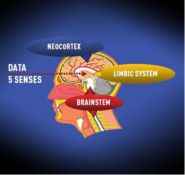 creier-intelect-sistem limbic-neocortex