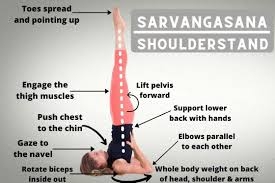 sarvangasana-executie