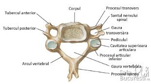 interior-coloana-vertebrala