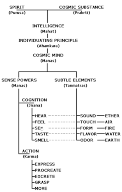 5-organe de simt-5-actiuni