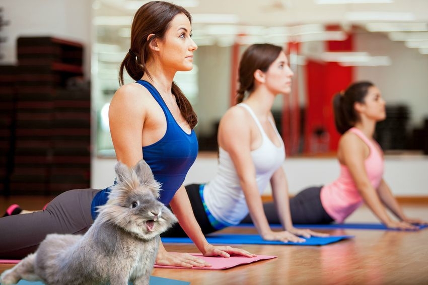Cum sa NU faci yoga. Ultima moda: yoga cu capre, iepuri, bere si muzicuta. Cum sa NU faci yoga. Ultima moda: yoga cu capre, iepuri, bere si muzicuta.