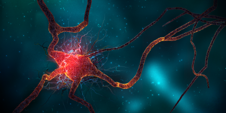 Dieta neurogenezei Dieta neurogenezei