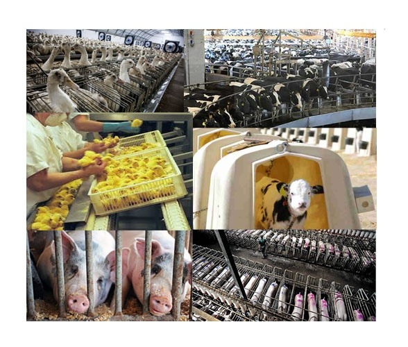 Industria cresterii de animale e una dintre cele mai groaznice crime din istoria planetara Industria cresterii de animale e una dintre cele mai groaznice crime din istoria planetara