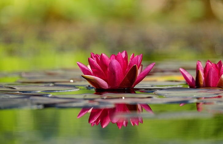 Yoghinii contemporani nu mai practică esența yoga – Partea a II a - Ahimsa floare-lotus