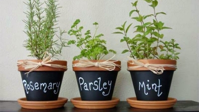 10 plante medicinale pe care le poti cultiva acasa