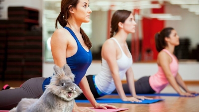 Cum sa NU faci yoga. Ultima moda: yoga cu capre, iepuri, bere si muzicuta.