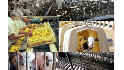 Industria cresterii de animale e una dintre cele mai groaznice crime din istoria planetara