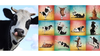 Laptele regenereaza, prelungeste viata si vindeca, conform Ayurveda