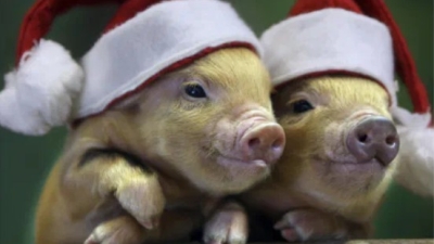 Ignatul semnificatia