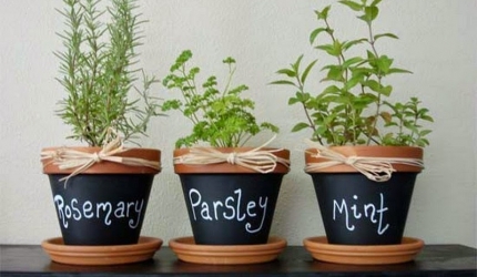 10 plante medicinale pe care le poti cultiva acasa