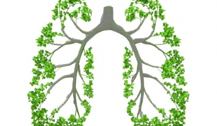 5 asane pentru plămâni sănătoşi