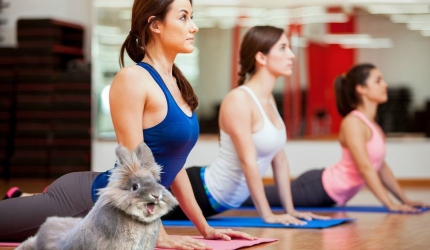 Cum sa NU faci yoga. Ultima moda: yoga cu capre, iepuri, bere si muzicuta.