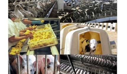 Industria cresterii de animale e una dintre cele mai groaznice crime din istoria planetara