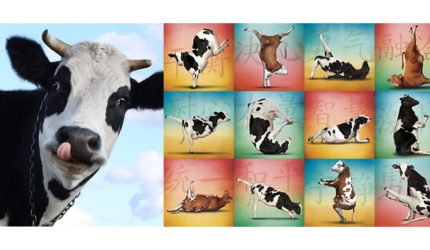 Laptele regenereaza, prelungeste viata si vindeca, conform Ayurveda